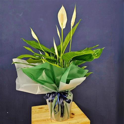 Peace Lily