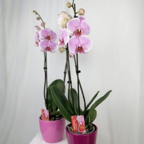 Phalaenopsis Plant in Ceramic Pot