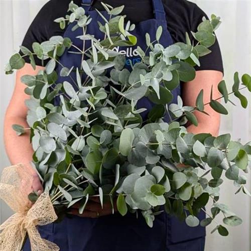 Eucalyptus Bouquet