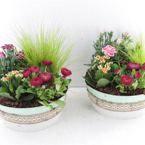  Spring Planter Promo 